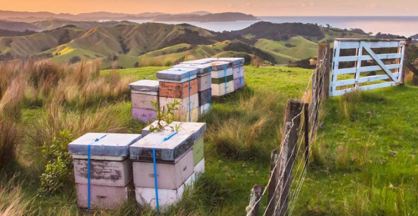 Raw Rata Honey from New Zealand