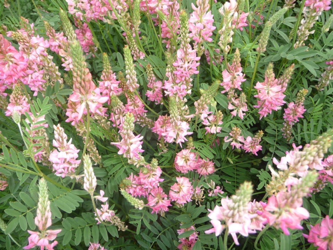 Rose Honey Wild-harvested