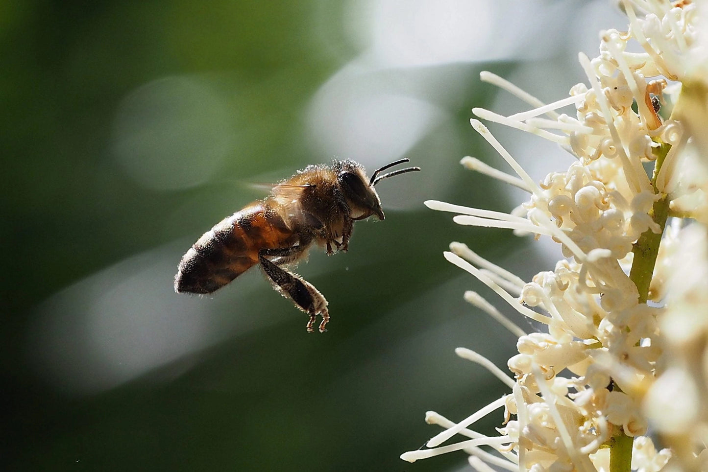Macadamia Blossom Honey