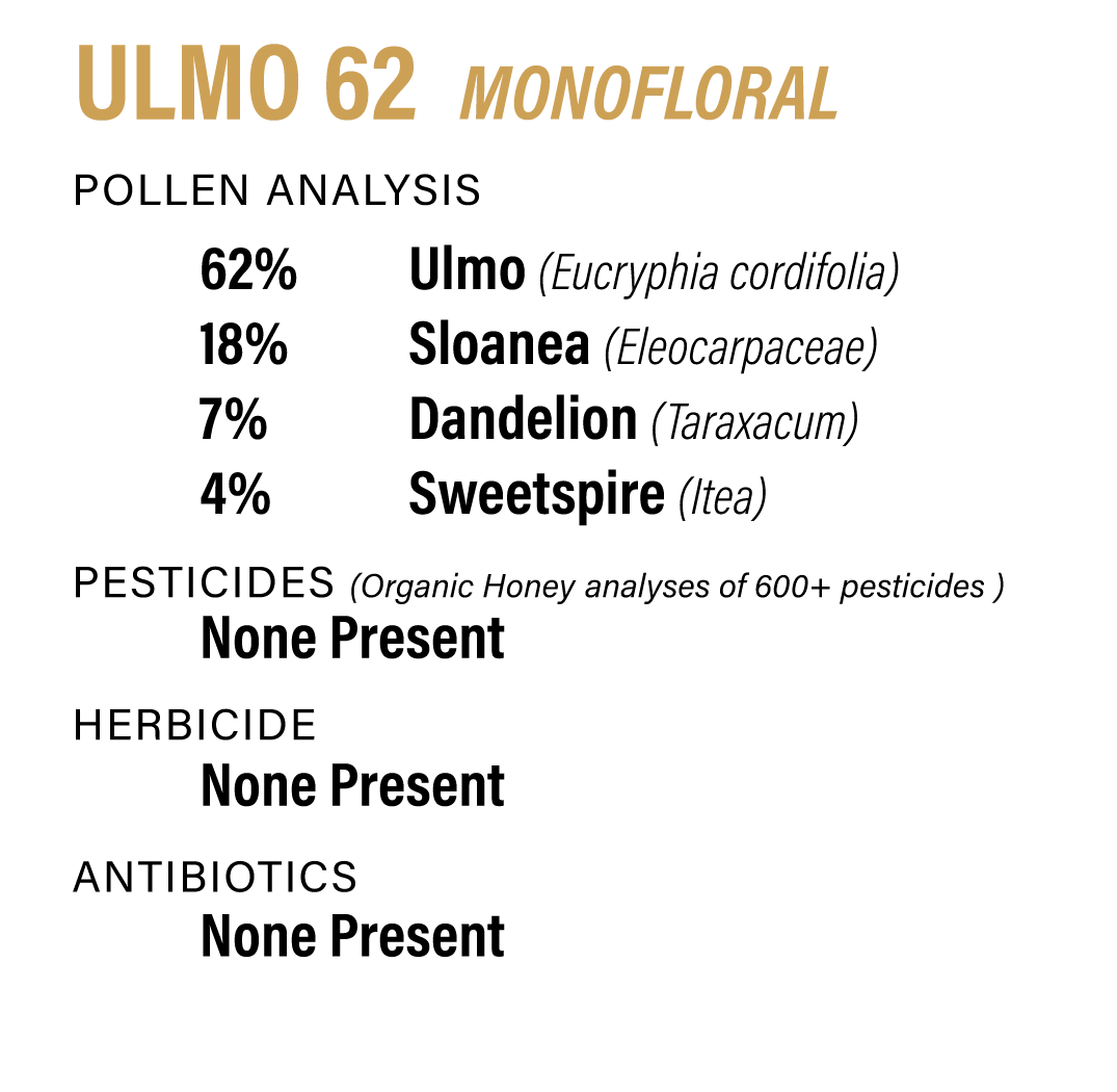 Ulmo 62 Raw Honey from Patagonia Rainforest