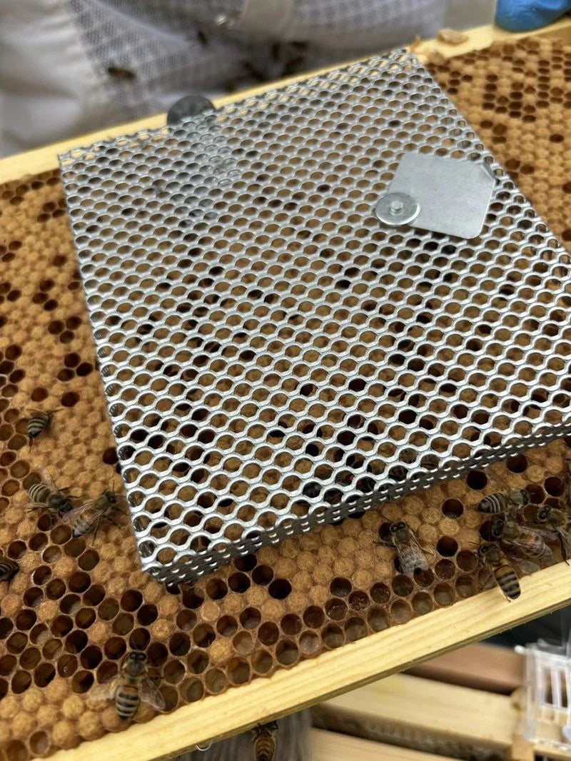 Quintrex Cage for Queen Introduction