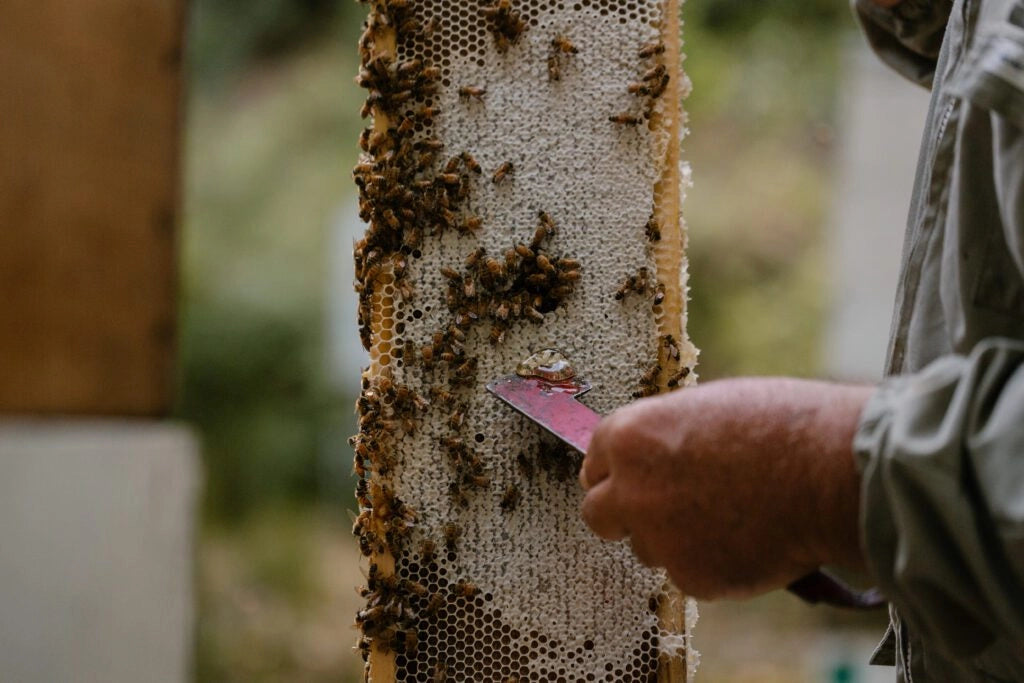 Person inspecting a honeycomb with bees using a tool.