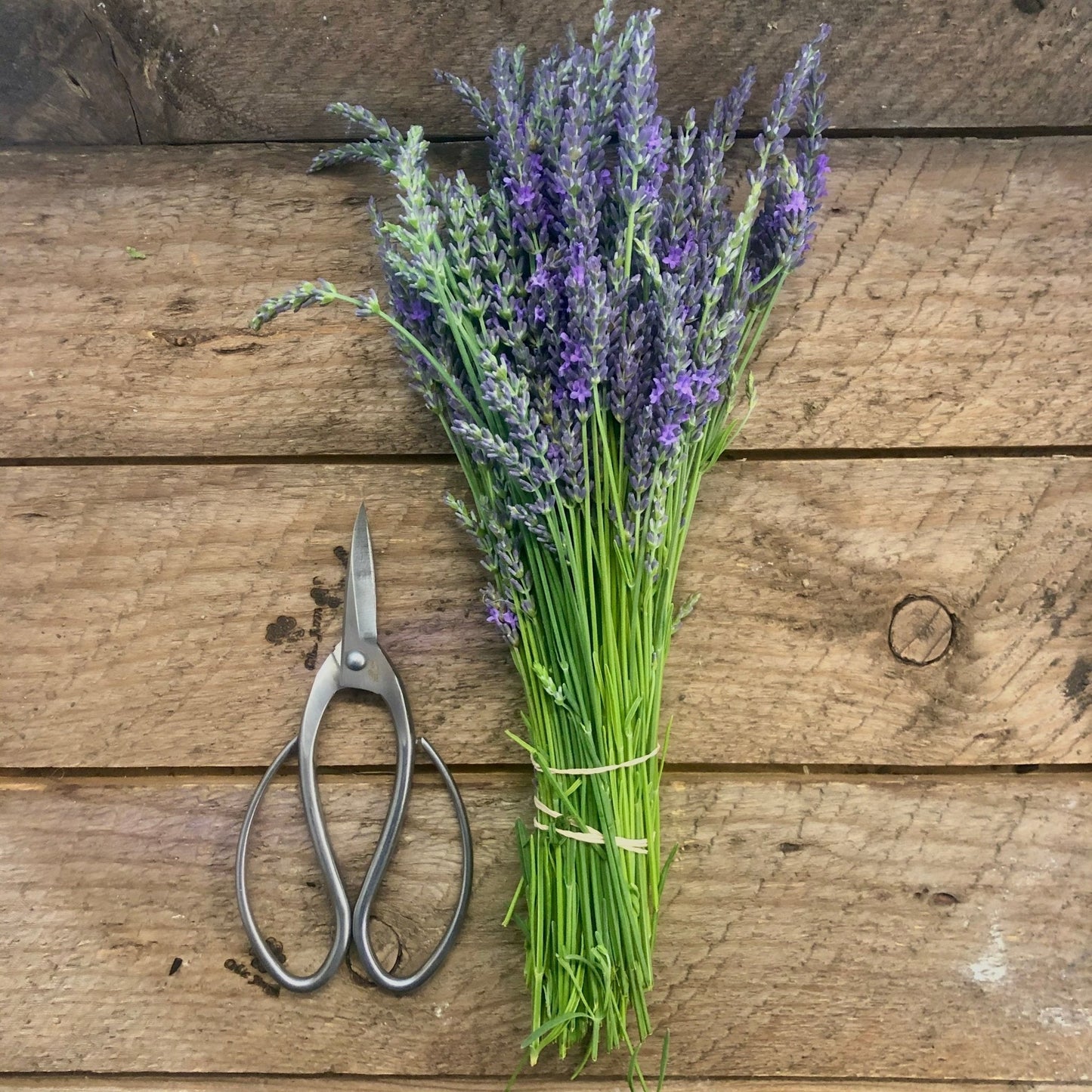 Stainless Garden Scissors (Pruning Shears/Pruners/Secateurs/Clippers) - Backwoods Auctions