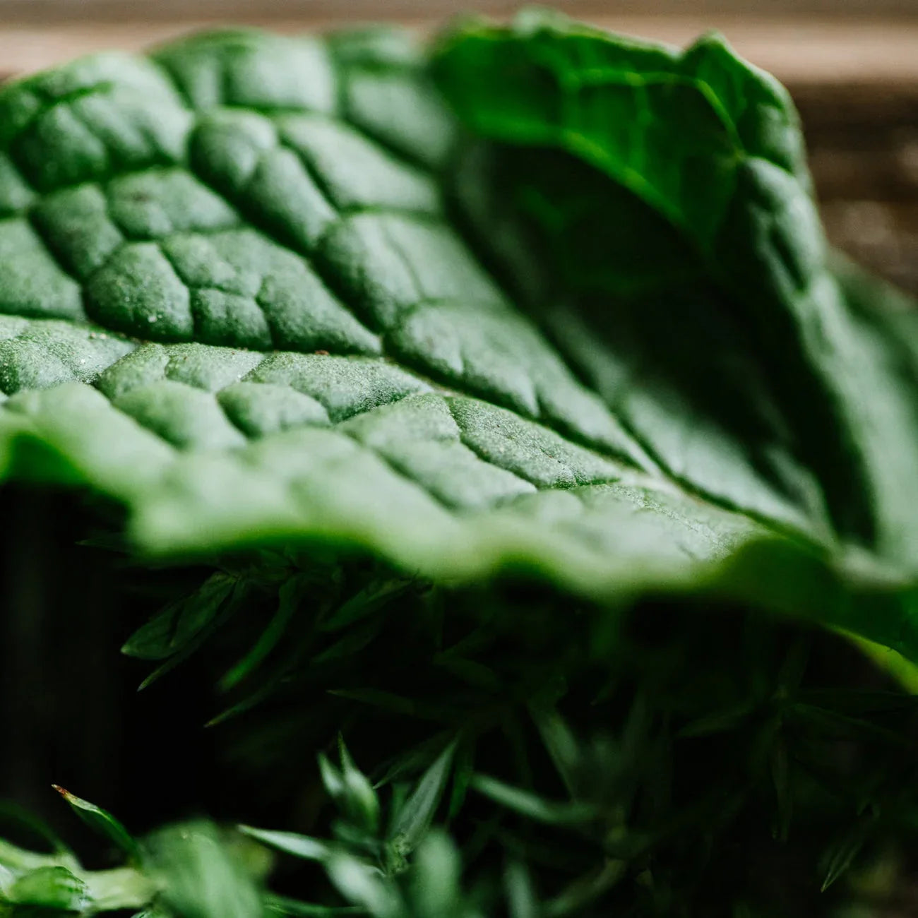 Close-up of textured dark green tea tree leaves with soft natural light, natural backwoods product vibe