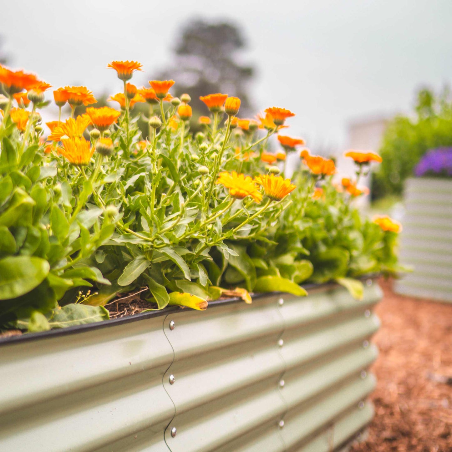 17" Tall 4 In 1 Small Modular Metal Raised Garden Bed Kit - Backwoods Auctions
