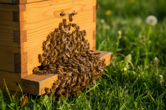 6 Signs Your Hive is About to Swarm