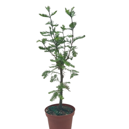 Bonsai Bald Cypress