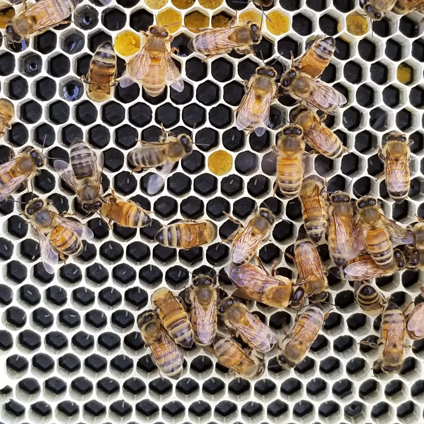 5-Frame Nucleus Hive Kit - Deep