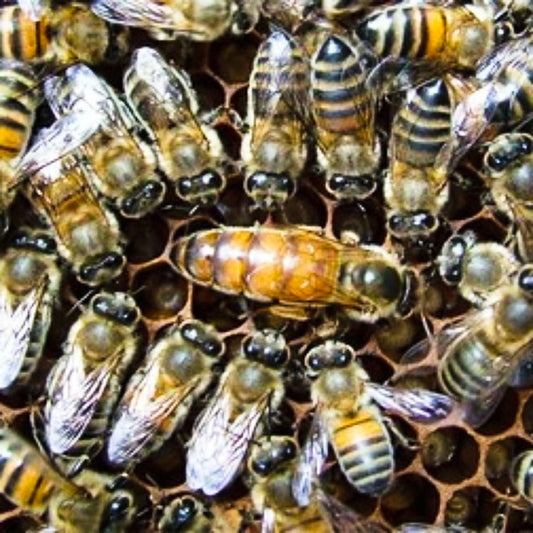 Virgin Buckfast Queen