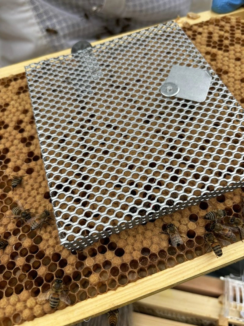 Quintrex Cage for Queen Introduction