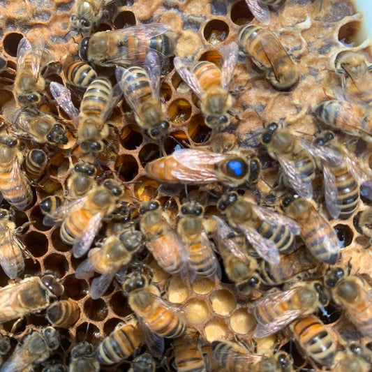 Mated VSH Italian x Buckfast Hybrid Queen