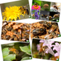 Educational Beekeeping Cards