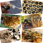 Educational Beekeeping Cards