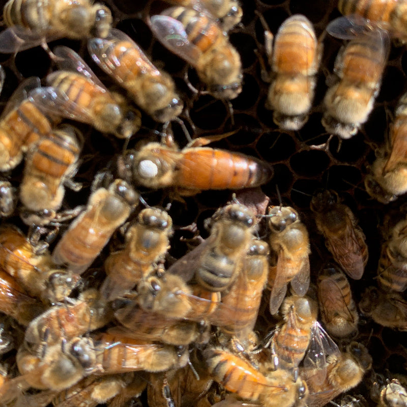 Close-up of bees on a honeycomb