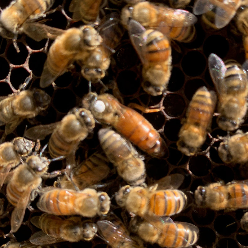 Italian Buckfast Queen