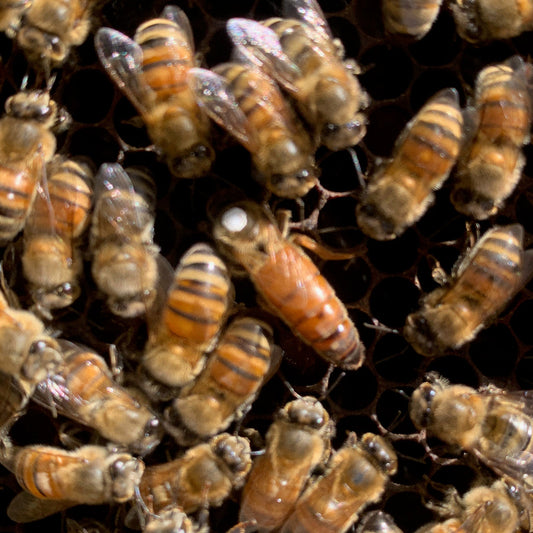 Close-up of a swarm of bees on a honeycomb