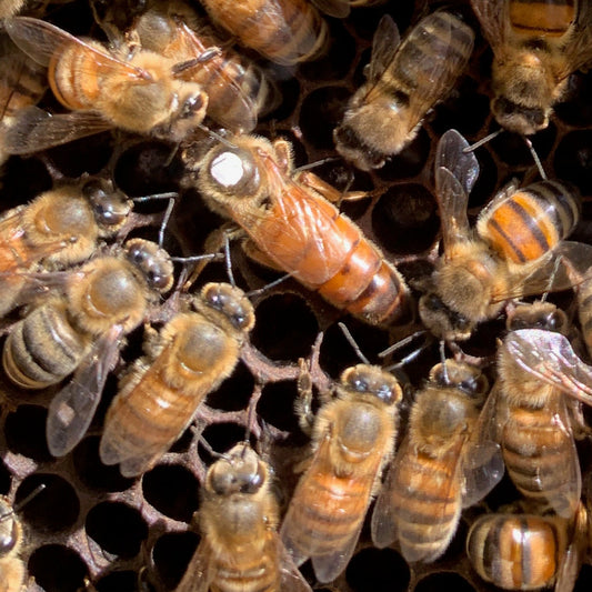 Close-up of bees on a honeycomb