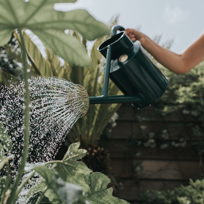 Haws Bearwood Brook - Watering Can - Backwoods Auctions