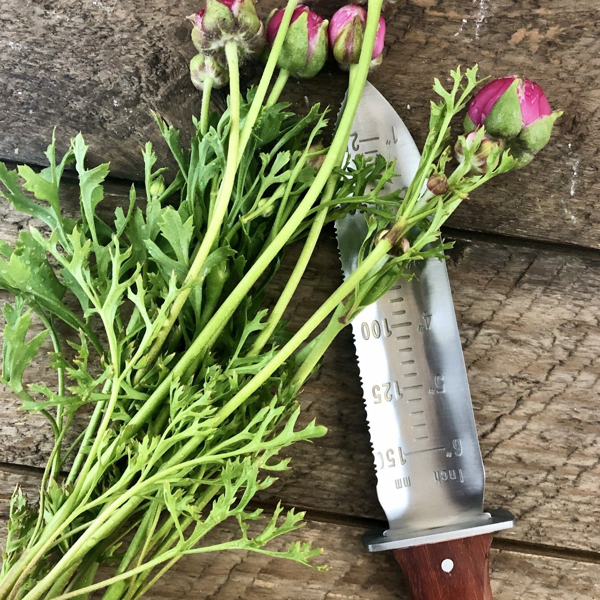 Hori Hori Garden Tool — Japanese SoilTool for Digging & Planting - Backwoods Auctions