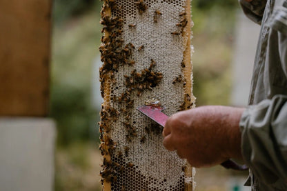 Person inspecting a honeycomb with bees using a tool.