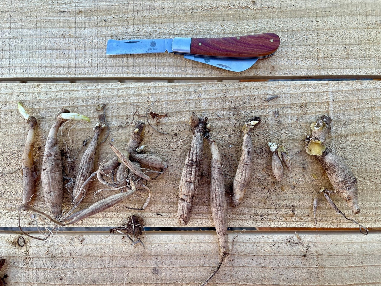 Professional Gardener's Knife - For Pruning, Grafting and Propagation - Backwoods Auctions