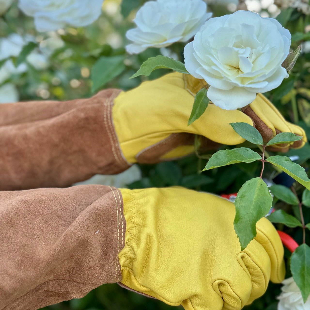 Rose Gardener Gift Box | Rose Gloves, Belt & Pruners - Backwoods Auctions