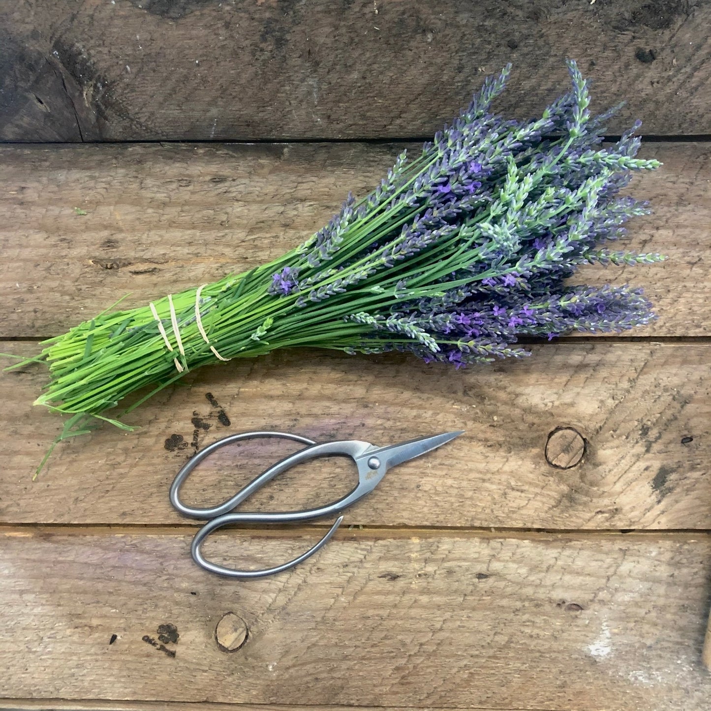Stainless Garden Scissors (Pruning Shears/Pruners/Secateurs/Clippers) - Backwoods Auctions