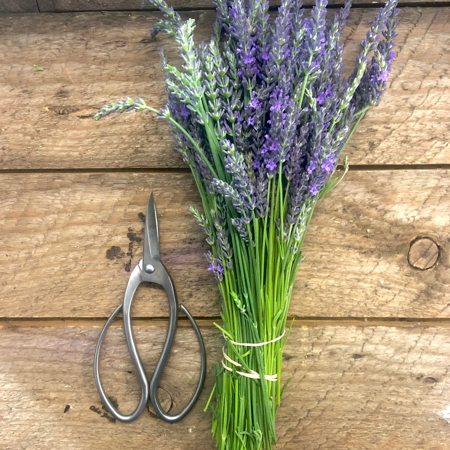Stainless Garden Scissors (Pruning Shears/Pruners/Secateurs/Clippers) - Backwoods Auctions
