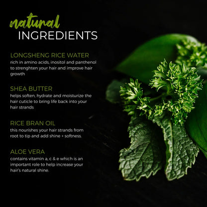 Natural ingredients for hair care: Longsheng rice water, shea butter, rice bran oil, aloe vera with green plant on dark background