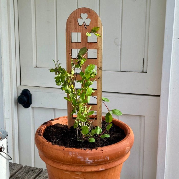 Unique Shamrock Trellis | Made in USA with US Cedar/Redwood - Backwoods Auctions