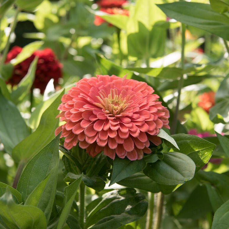Zany for Zinnias - Our Grow Kit Gift Box with Zinnias - Backwoods Auctions