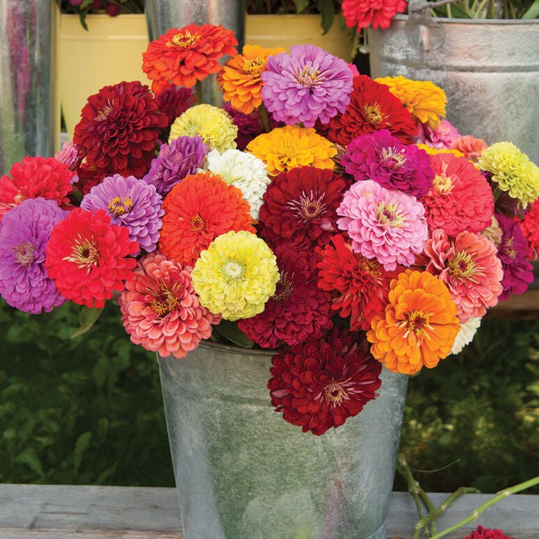 Zany for Zinnias - Our Grow Kit Gift Box with Zinnias - Backwoods Auctions